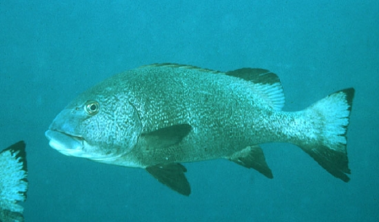  Plectorhinchus albovittatus (Twostriped Sweetlips, Giant Sweetlips)